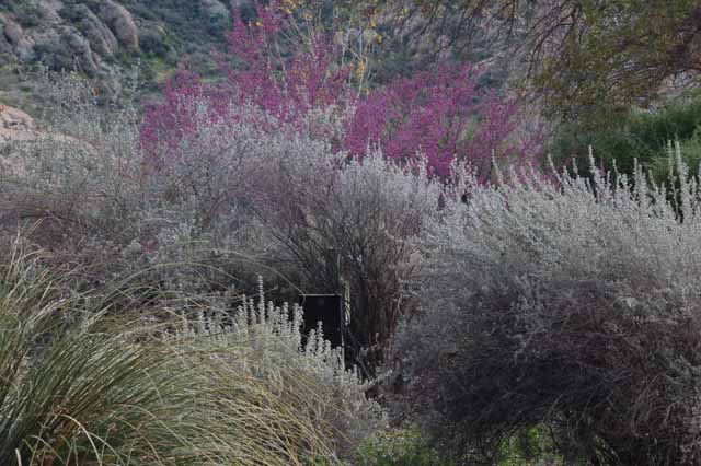 in the Demonstration Garden